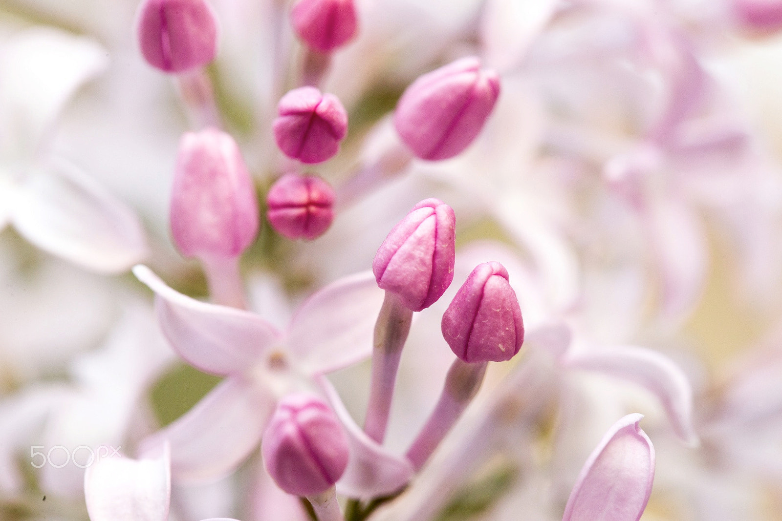 Canon EF 100mm F2.8L Macro IS USM sample photo. Flowers photography