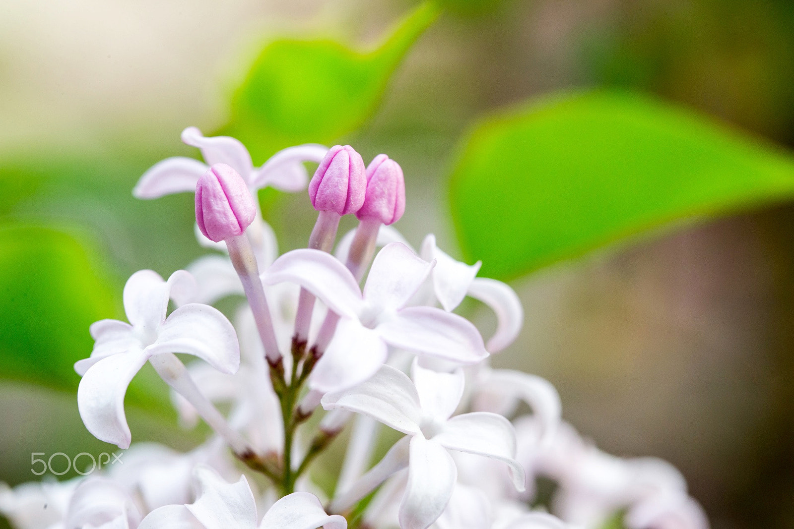 Canon EF 100mm F2.8L Macro IS USM sample photo. Flowers photography