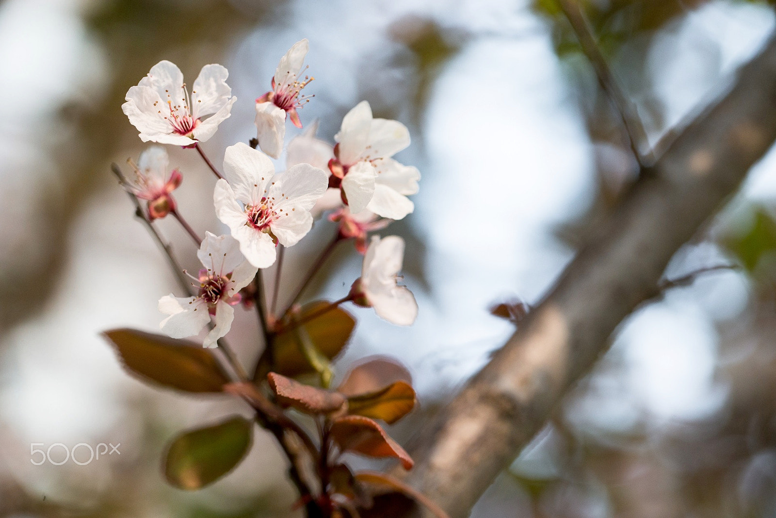 Canon EF 100mm F2.8L Macro IS USM sample photo. Flowers photography