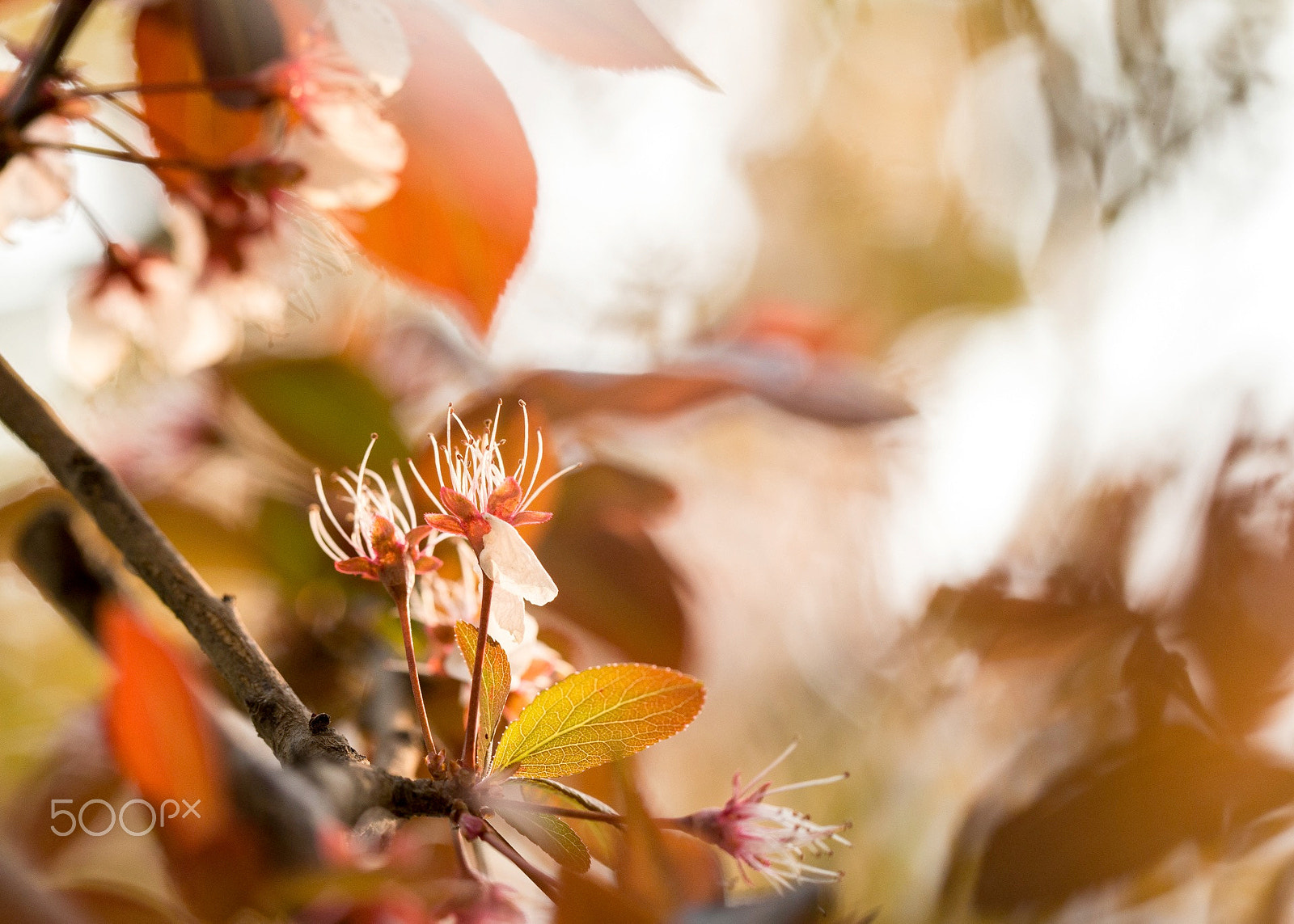 Canon EF 100mm F2.8L Macro IS USM sample photo. Flowers photography