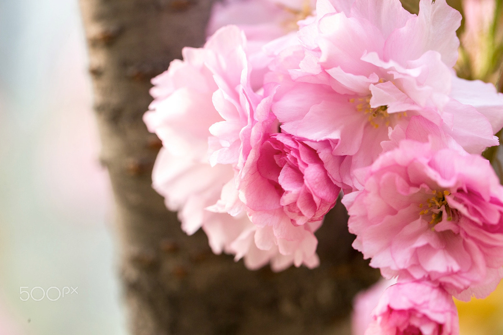 Canon EF 100mm F2.8L Macro IS USM sample photo. Flowers photography