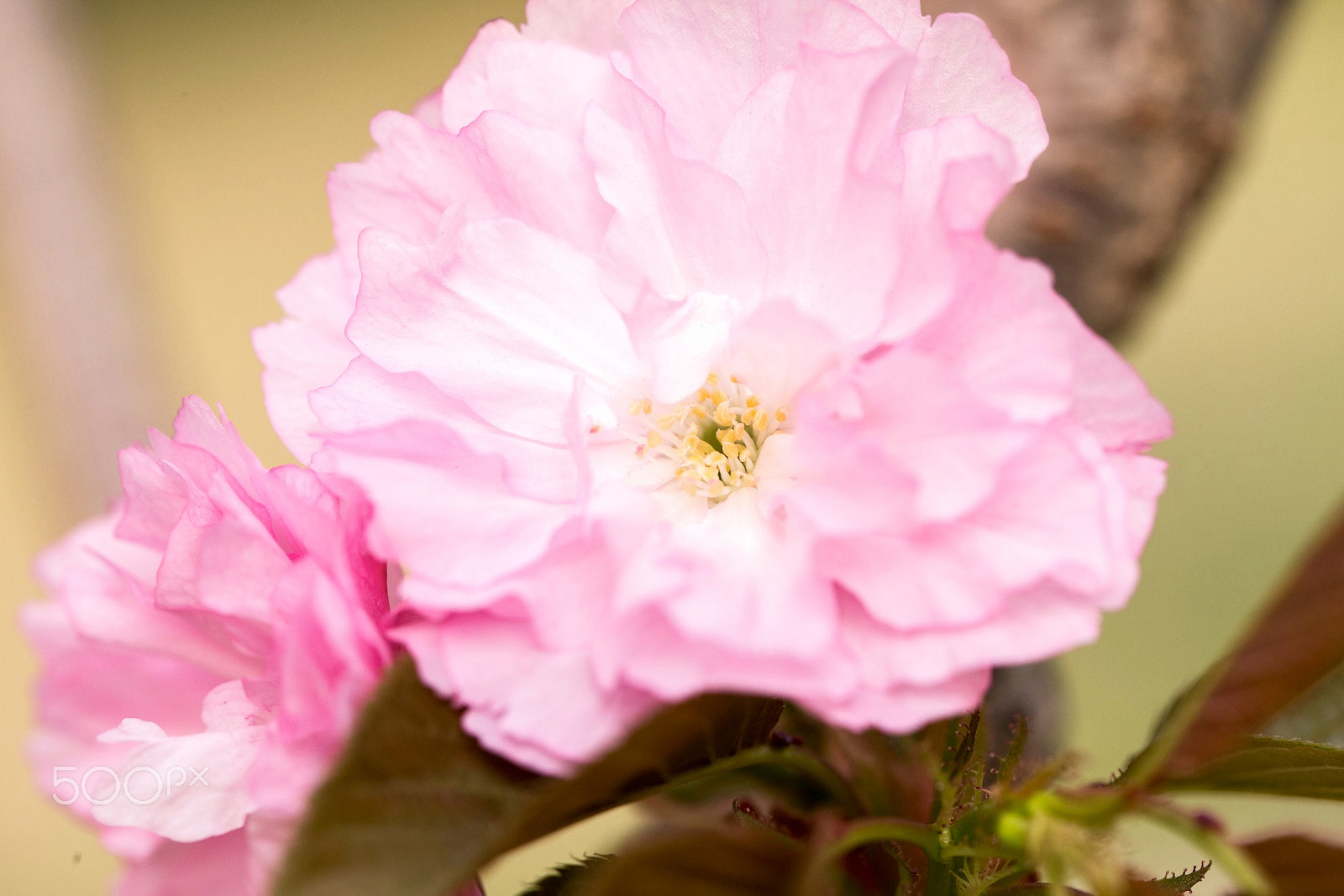 Canon EF 100mm F2.8L Macro IS USM sample photo. Flowers photography
