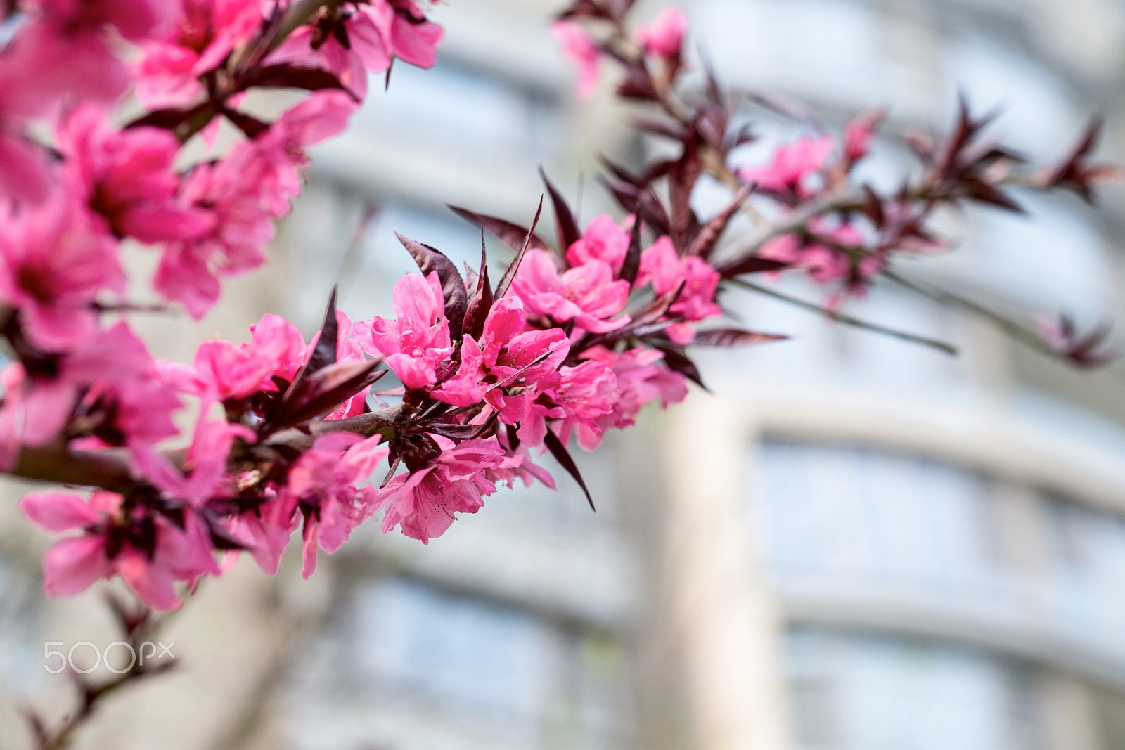 Canon EF 100mm F2.8L Macro IS USM sample photo. Flowers photography