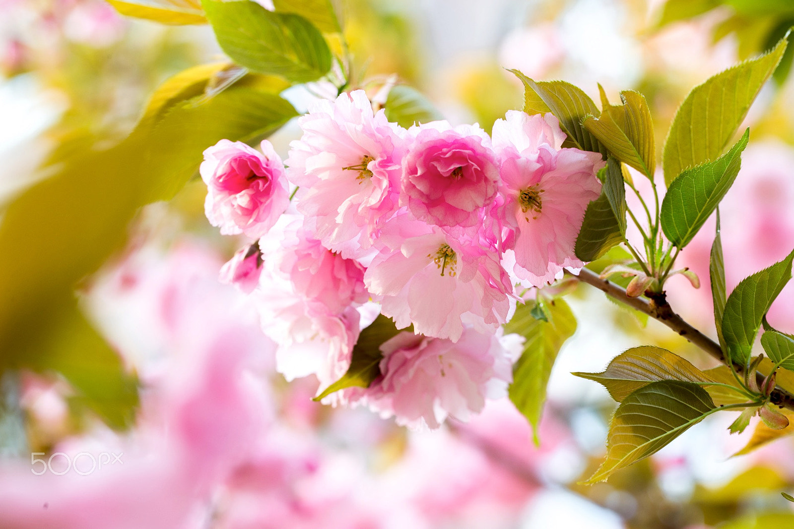 Canon EF 100mm F2.8L Macro IS USM sample photo. Flowers photography