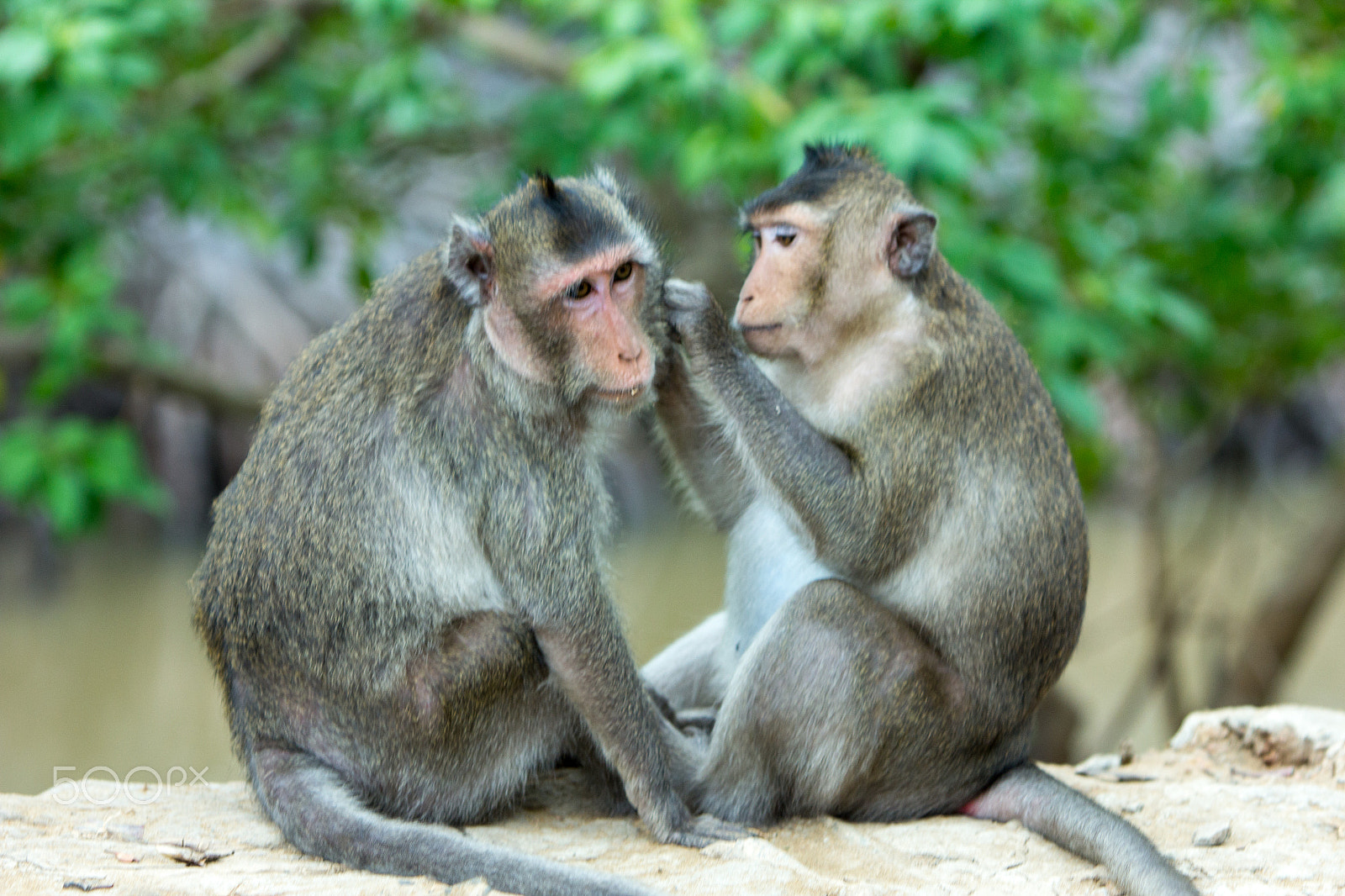 Canon EF 70-200mm F2.8L IS USM sample photo. Monkey island - vietnam photography