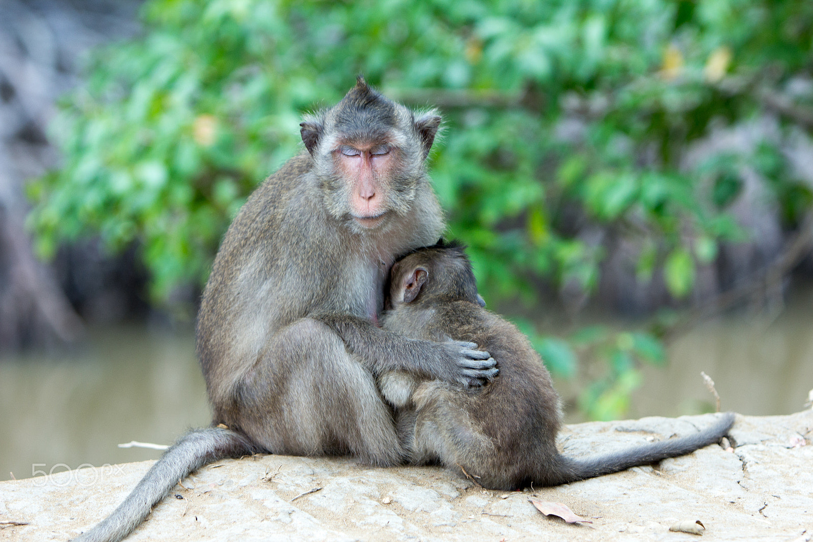 Canon EF 70-200mm F2.8L IS USM sample photo. Monkey island - vietnam photography