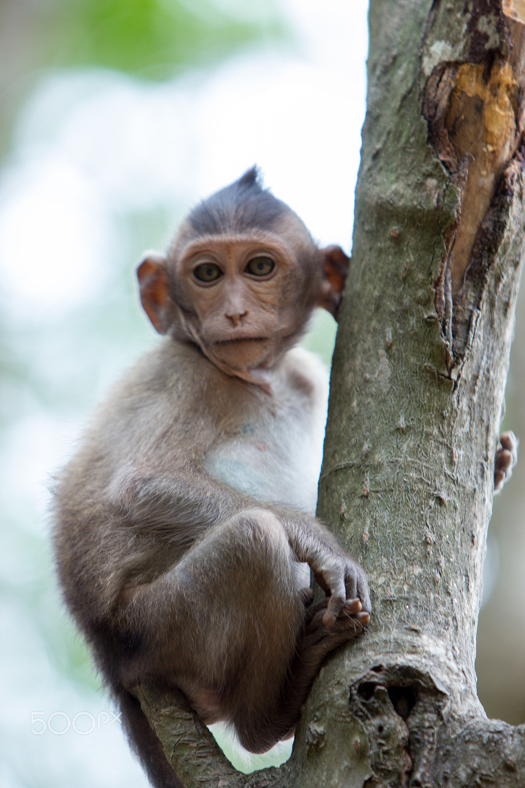 Canon EF 70-200mm F2.8L IS USM sample photo. Monkey island - vietnam photography