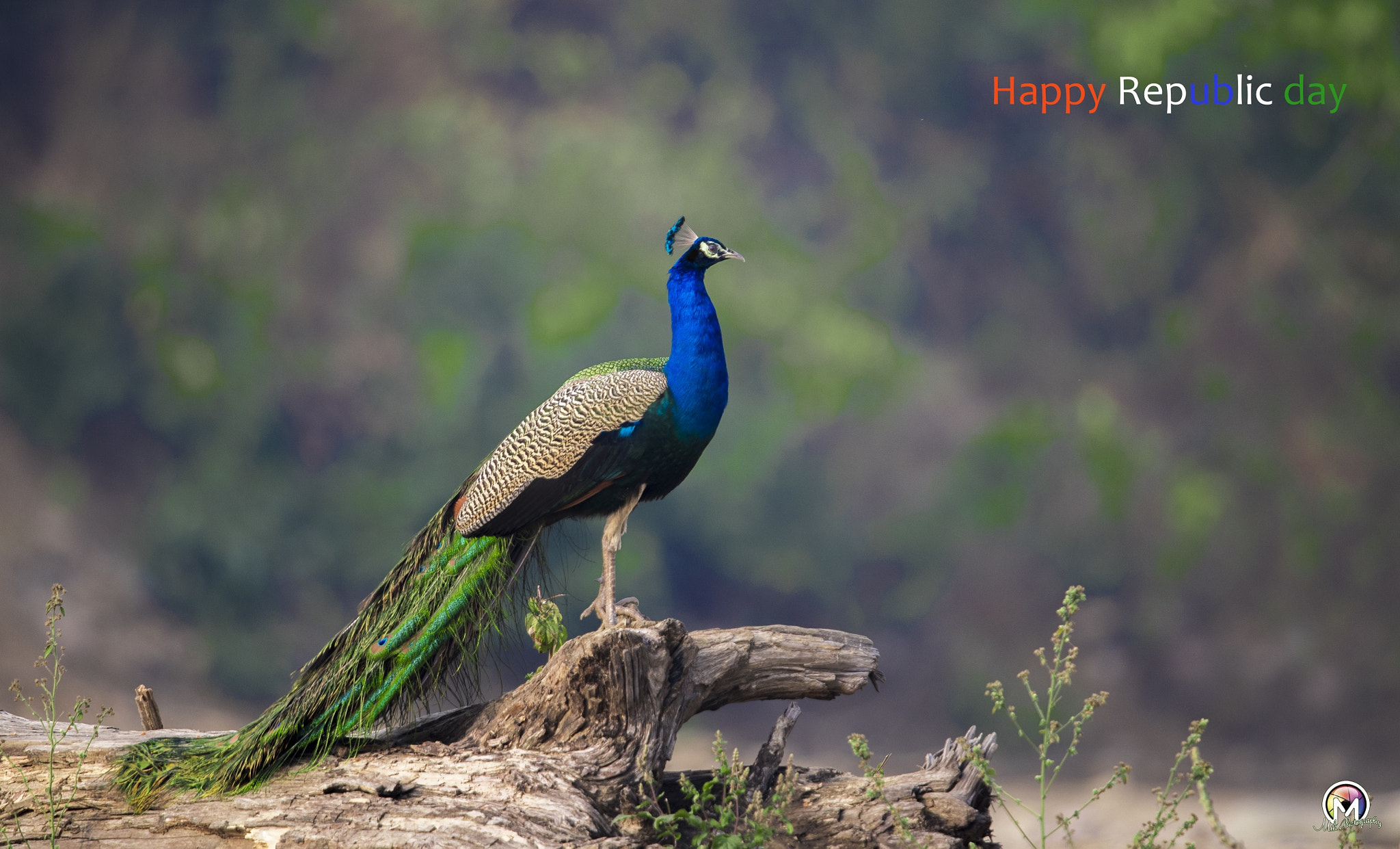 Nikon D750 + Nikon AF-S Nikkor 600mm F4G ED VR sample photo. Happy 68th republic day of india photography