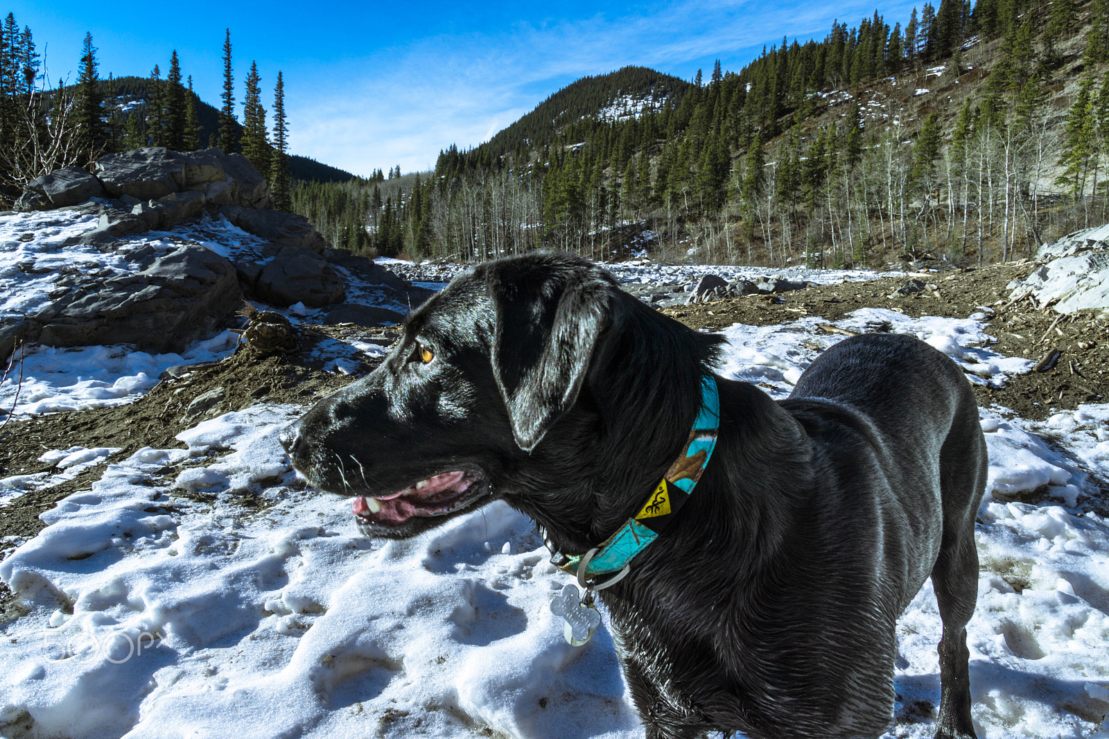 Sony a6000 + Sony E 18-200mm F3.5-6.3 OSS sample photo. Dog in the mountains photography