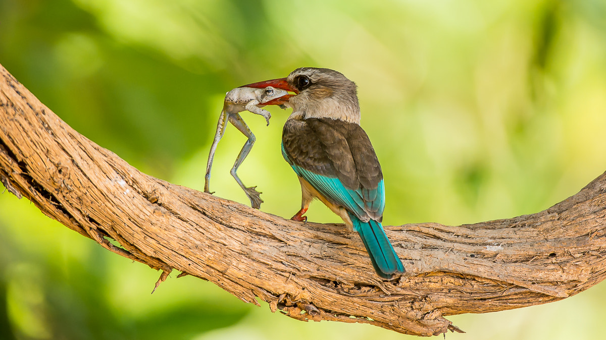 Nikon D7100 + Nikon AF-S Nikkor 200-400mm F4G ED-IF VR sample photo. Brown-hooded kingfisher with common reed frog photography