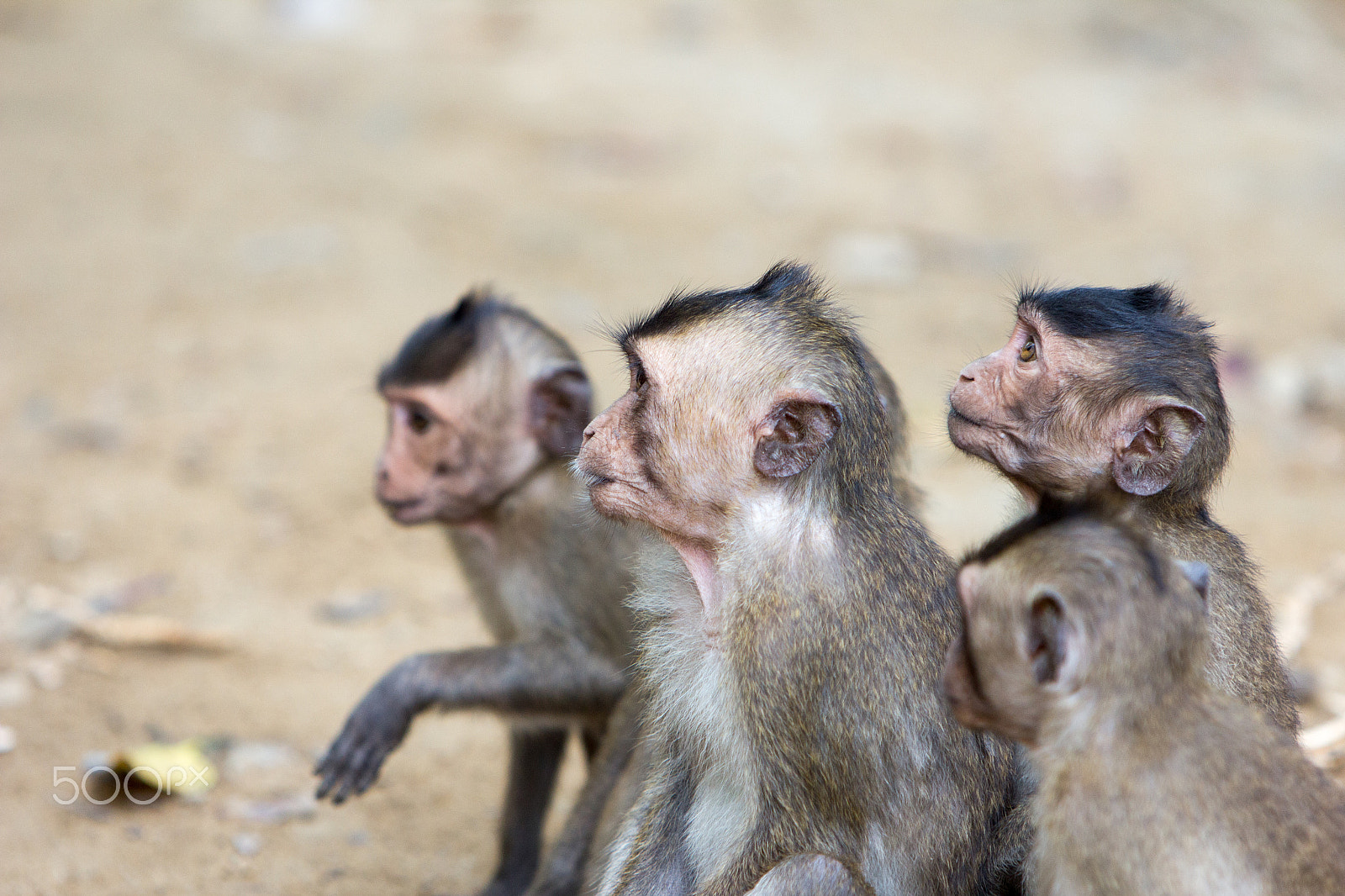 Canon EF 70-200mm F2.8L IS USM sample photo. Monkey island - vietnam photography