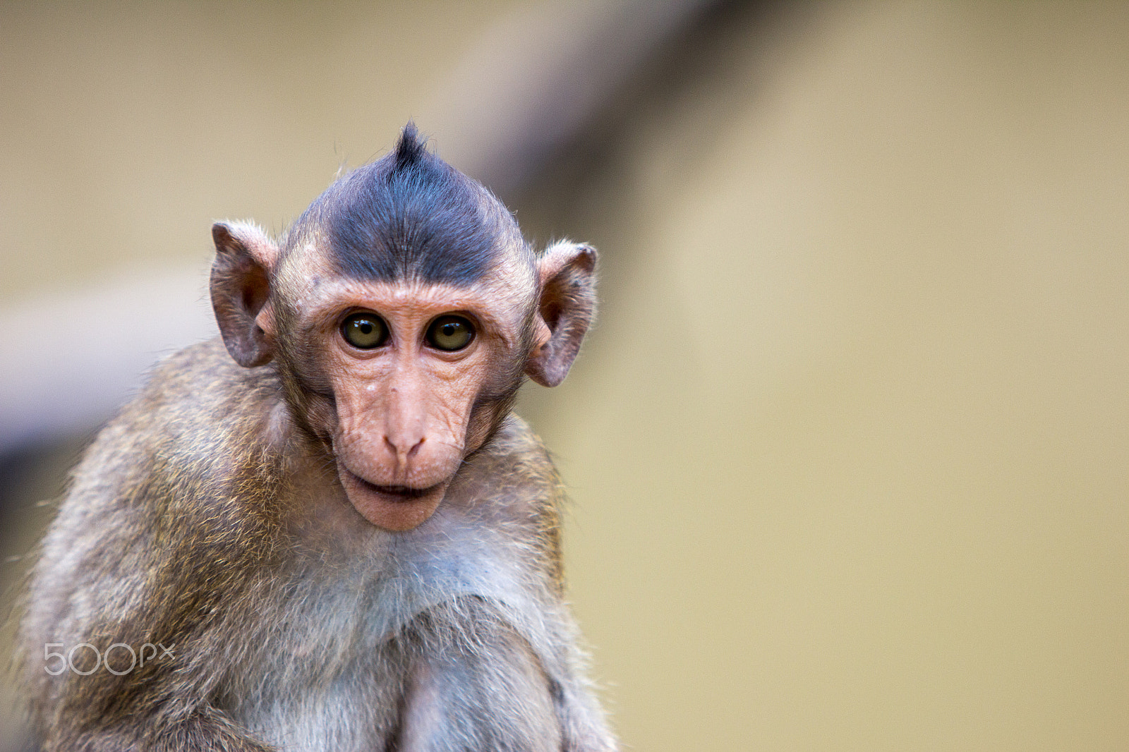 Canon EF 70-200mm F2.8L IS USM sample photo. Monkey island - vietnam photography