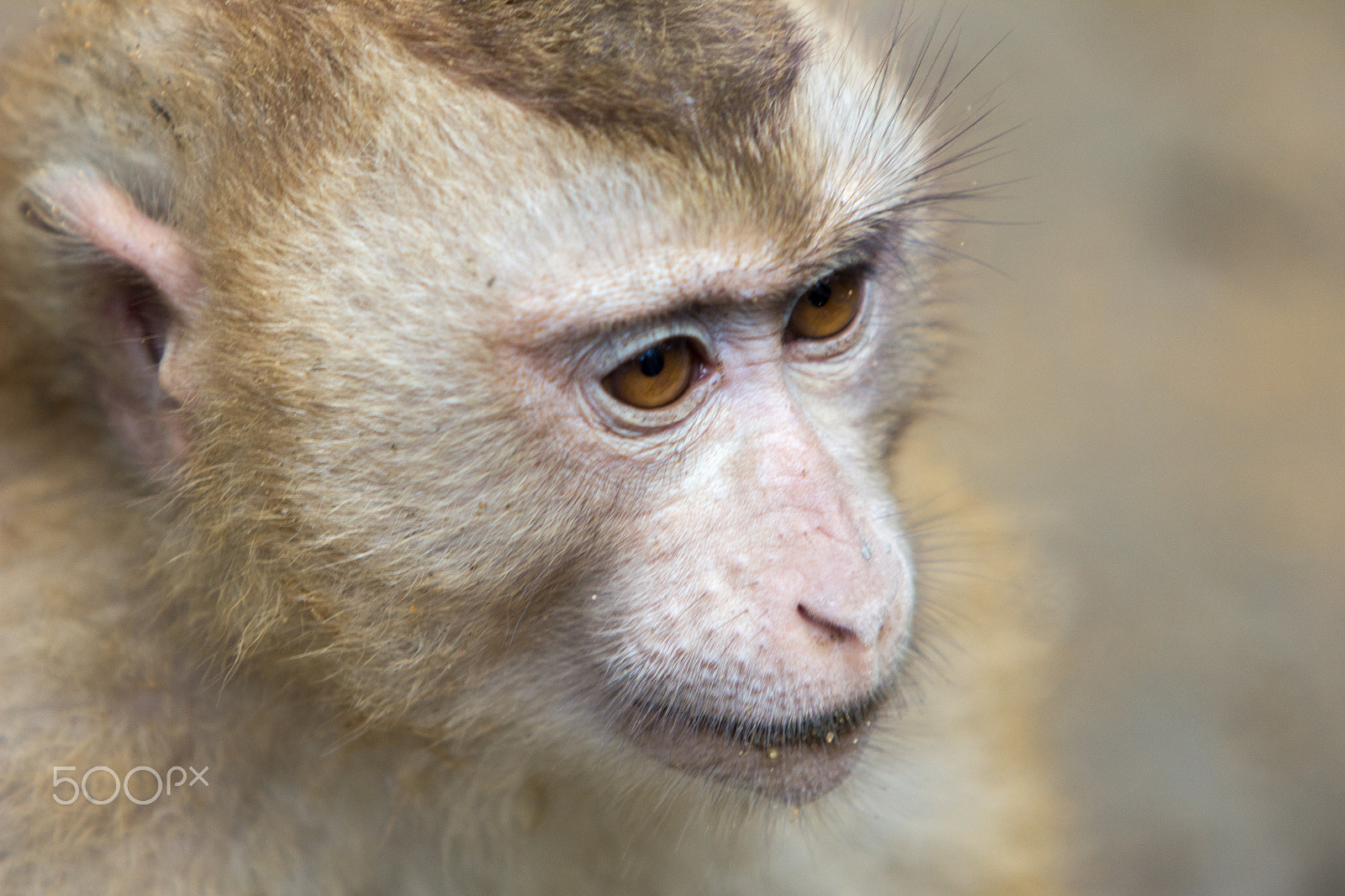 Canon EF 70-200mm F2.8L IS USM sample photo. Monkey island - vietnam photography