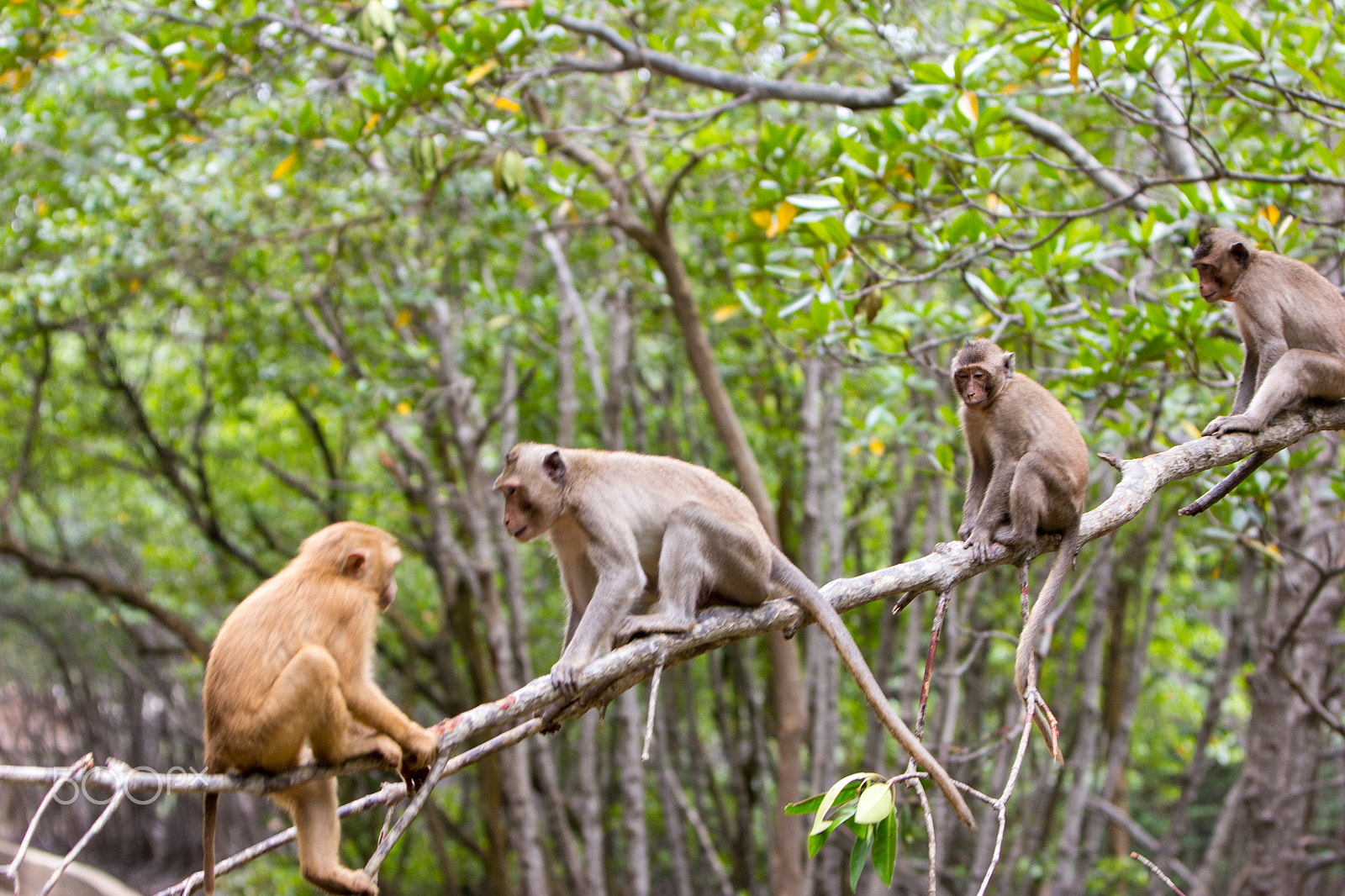 Canon EF 70-200mm F2.8L IS USM sample photo. Monkey island - vietnam photography
