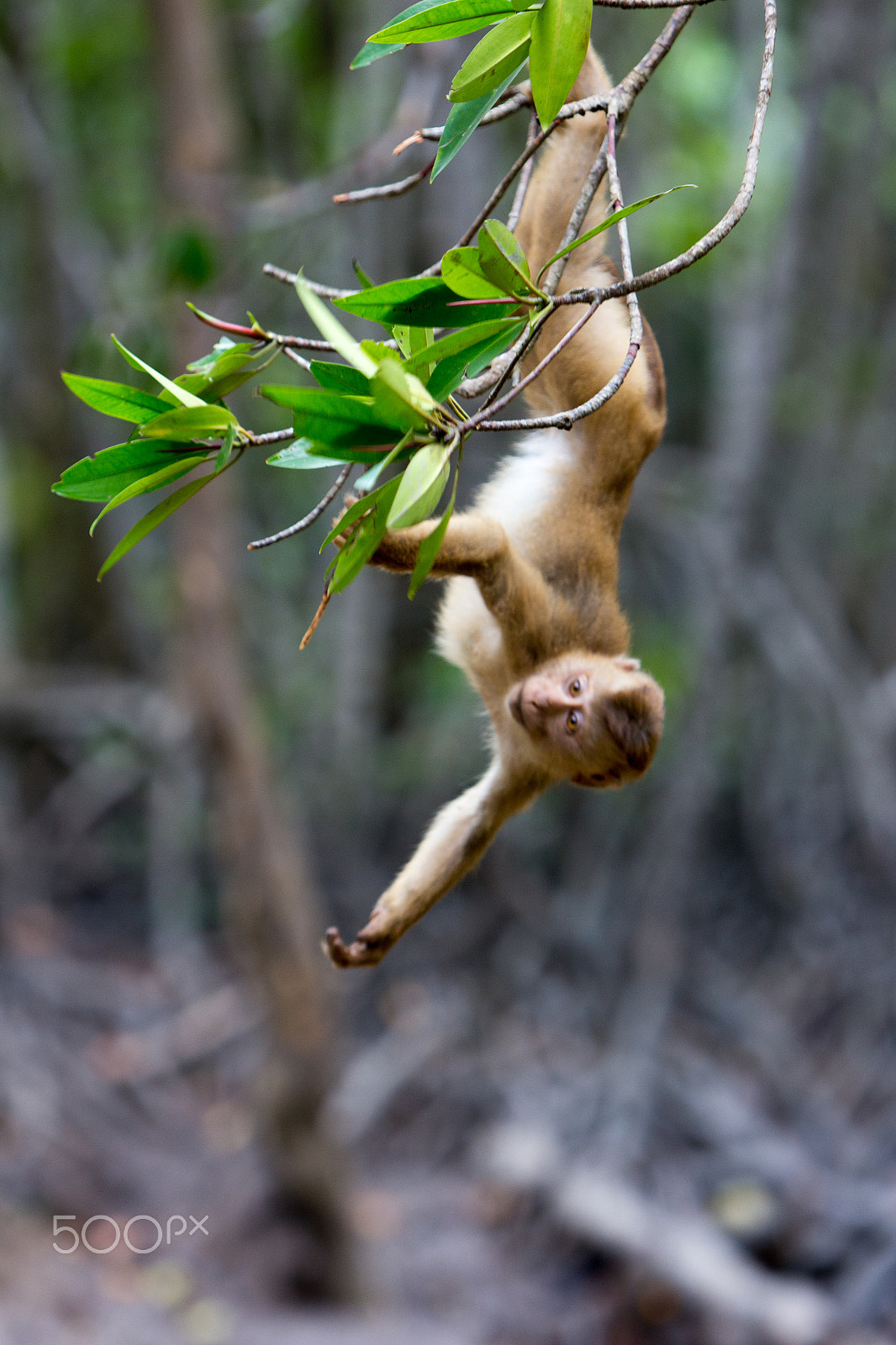 Canon EF 70-200mm F2.8L IS USM sample photo. Monkey island - vietnam photography