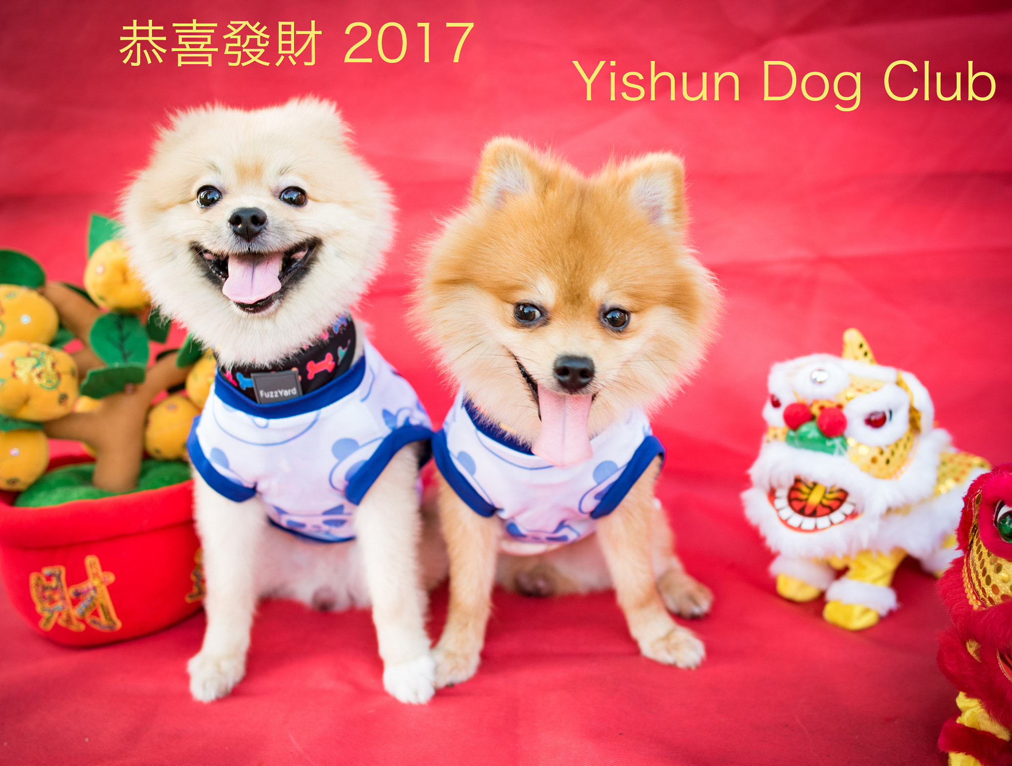 Nikon D750 + Nikon AF-S Nikkor 28mm F1.8G sample photo. Dog copy photography