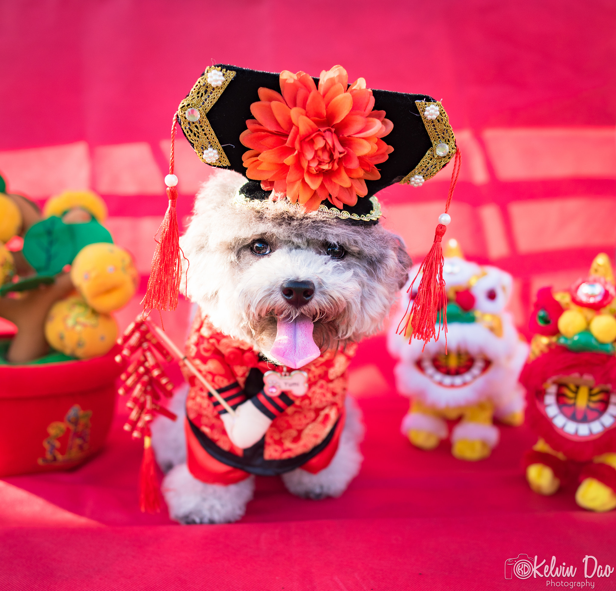 Nikon D750 + Nikon AF-S Nikkor 28mm F1.8G sample photo. Dog photography