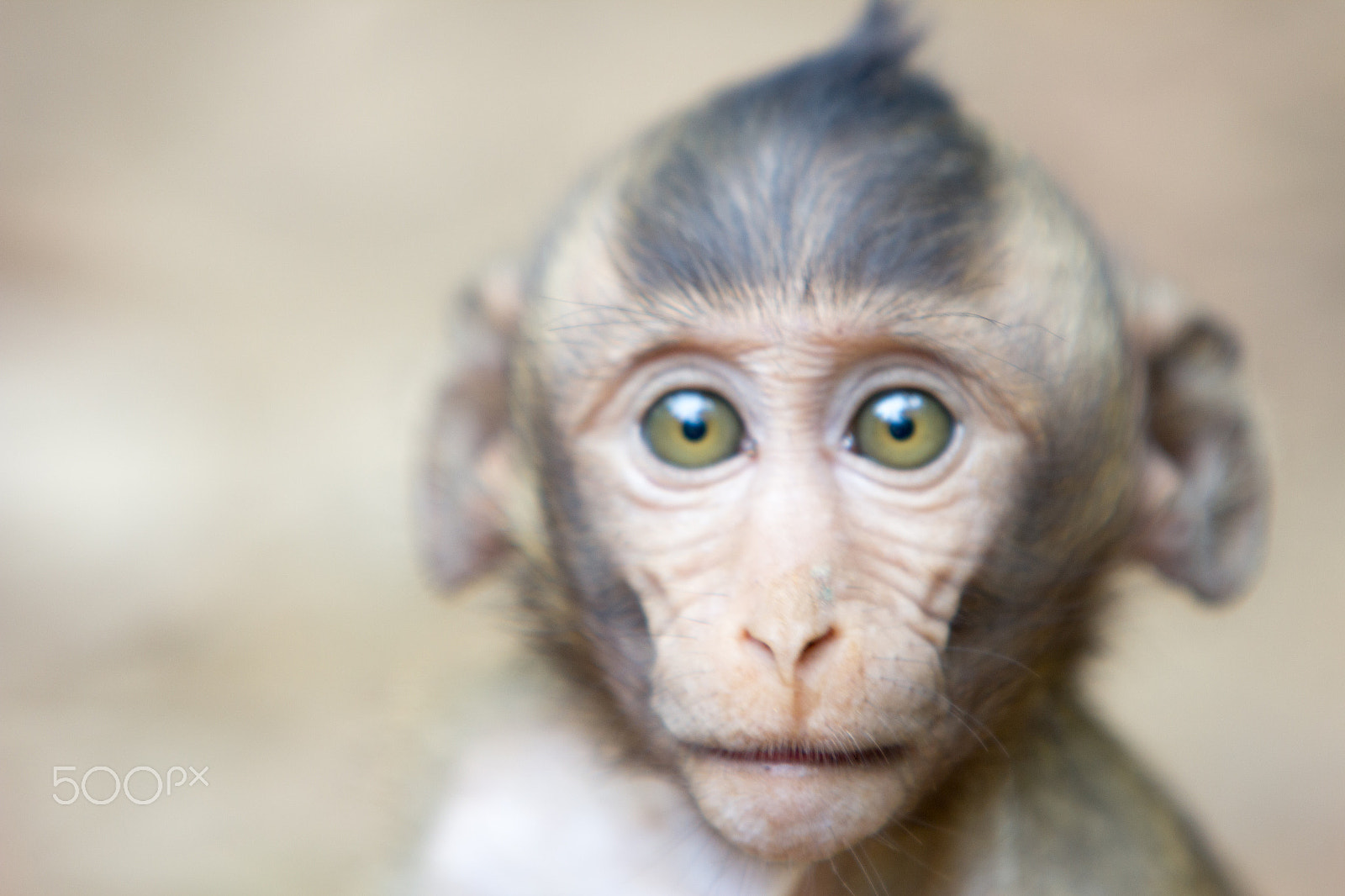 Canon EF 70-200mm F2.8L IS USM sample photo. Monkey island - vietnam photography