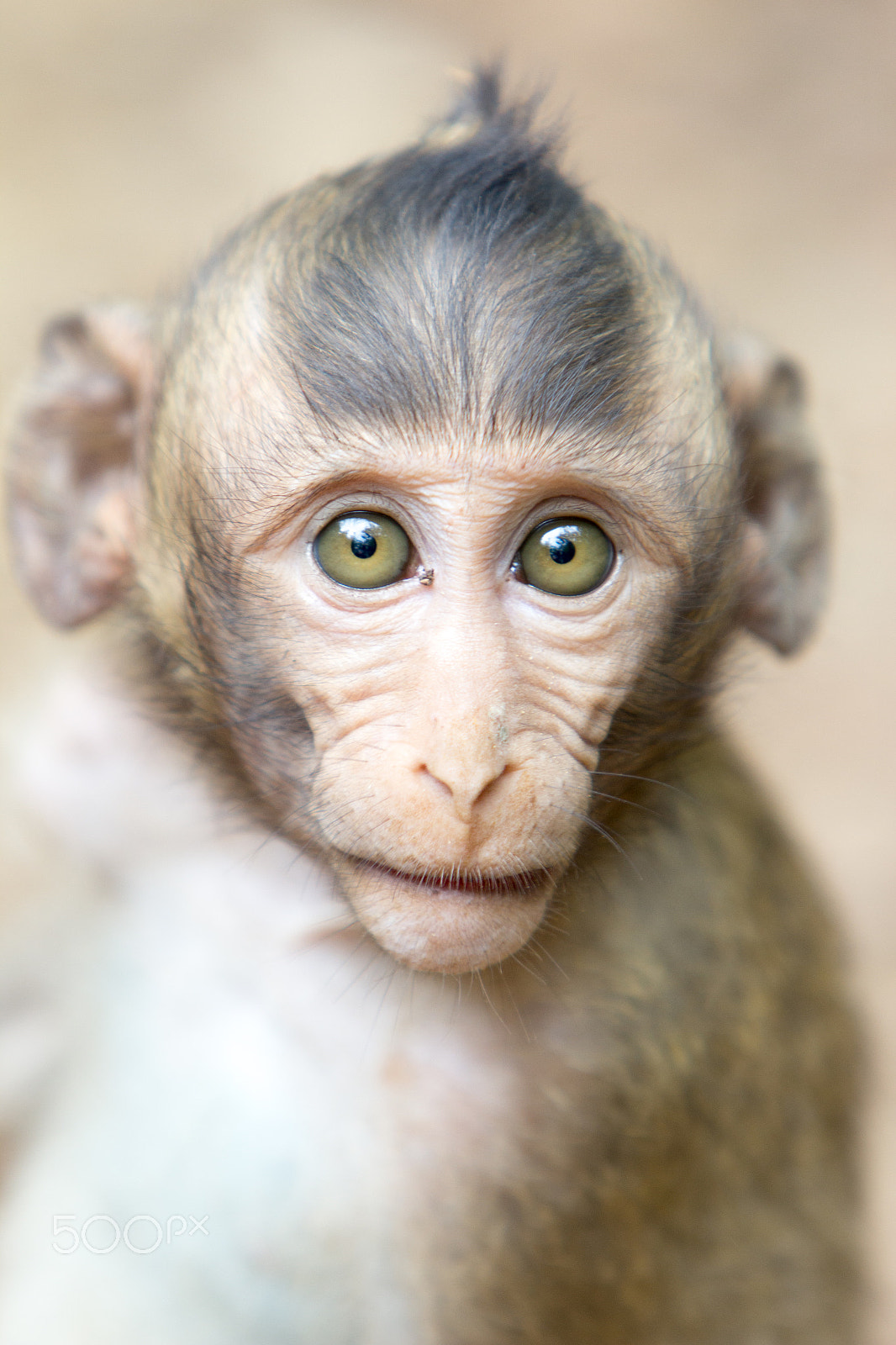 Canon EF 70-200mm F2.8L IS USM sample photo. Monkey island - vietnam photography