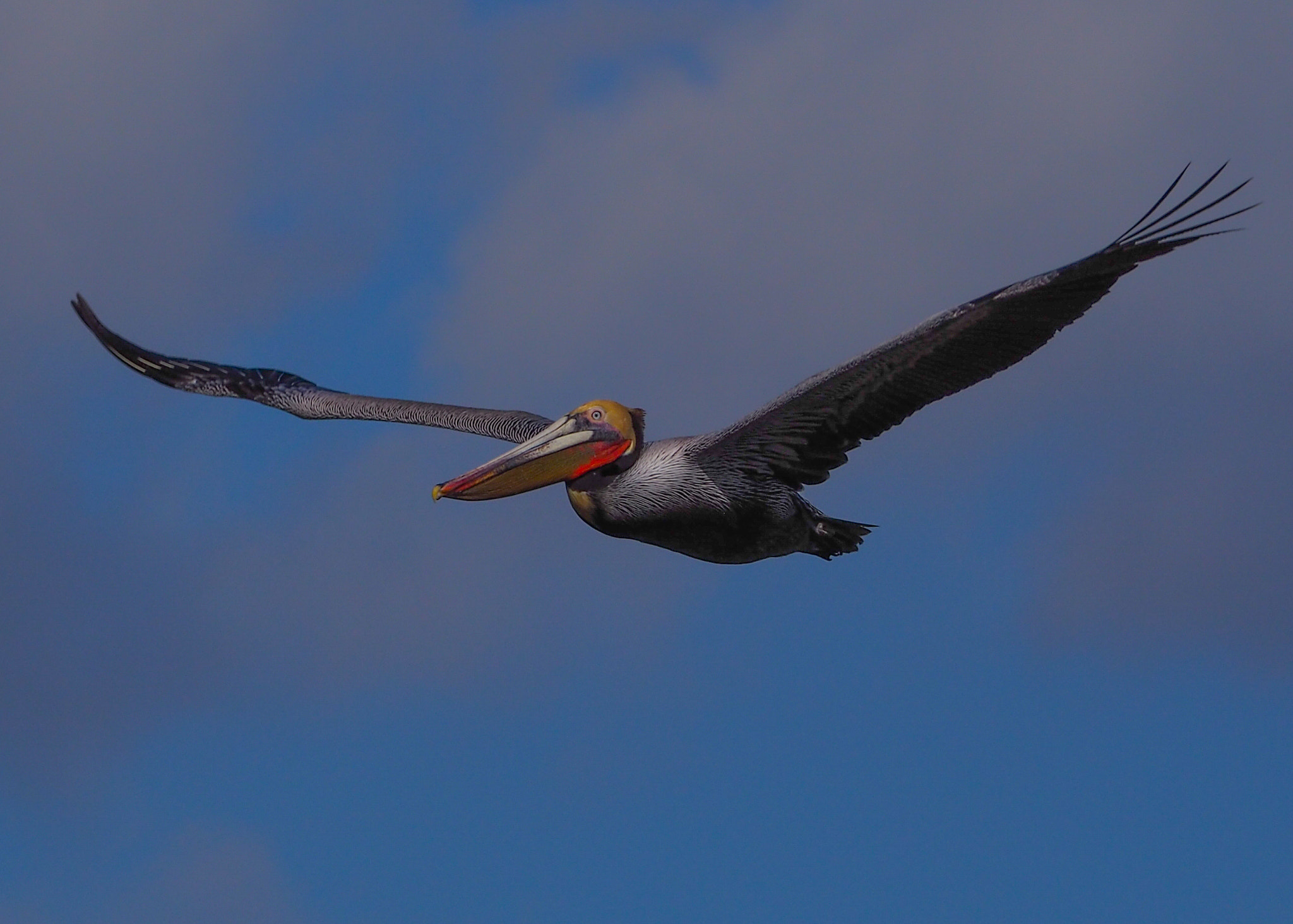 Olympus OM-D E-M10 II sample photo. Brown pelican (pelicanus occidentalis) photography