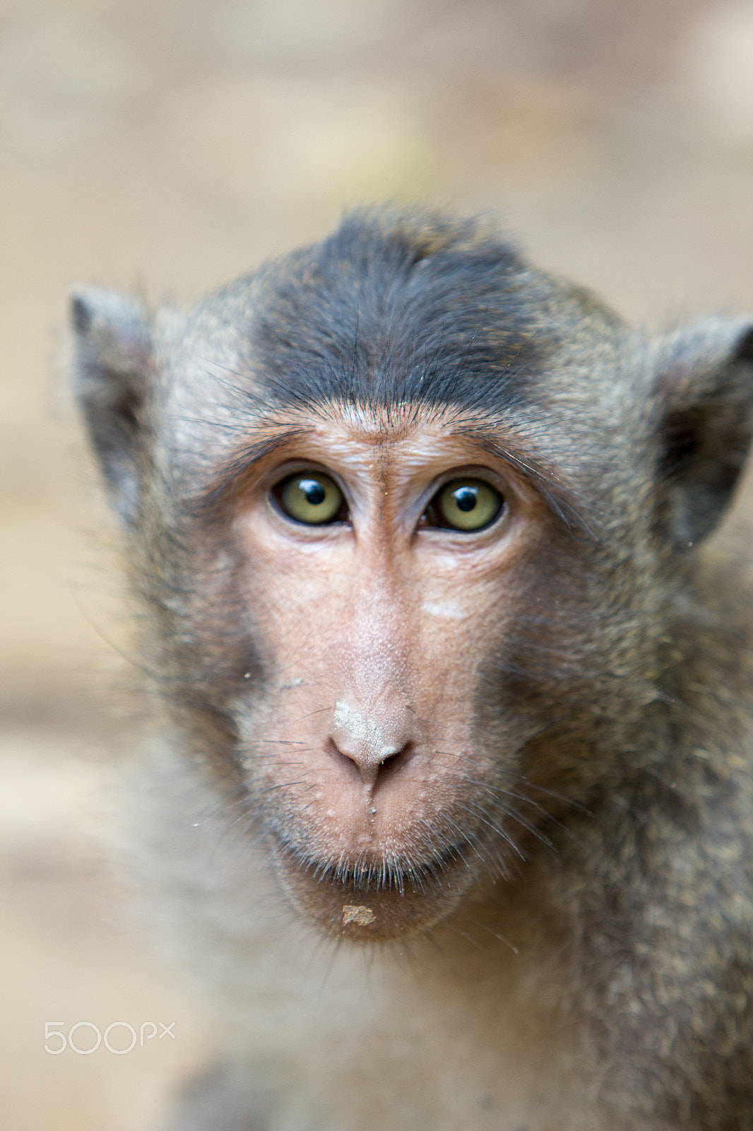 Canon EF 70-200mm F2.8L IS USM sample photo. Monkey island - vietnam photography
