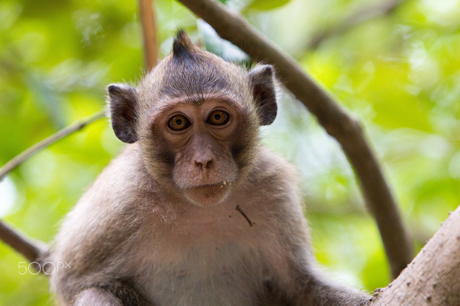 Canon EF 70-200mm F2.8L IS USM sample photo. Monkey island - vietnam photography