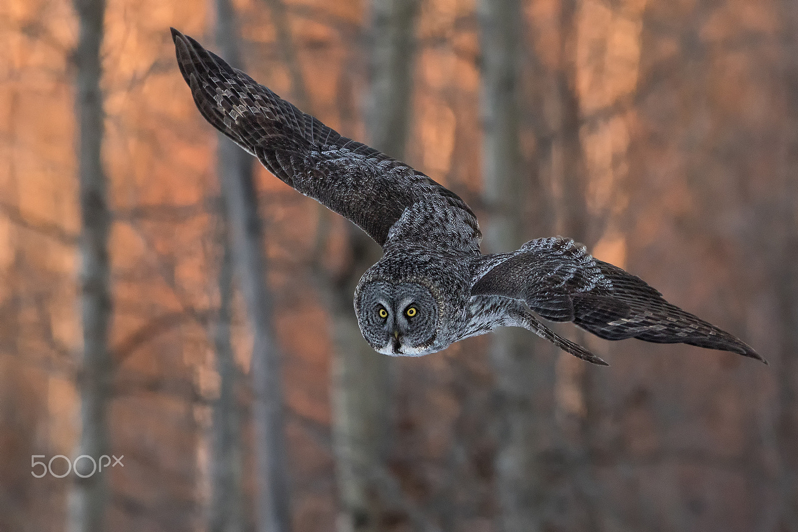 Canon EF 300mm F2.8L IS USM sample photo. A fiery flying phantom photography