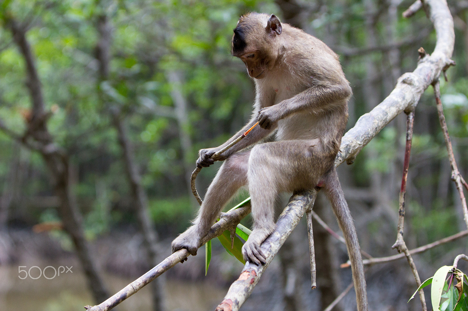 Canon EOS 60D + Canon EF 70-200mm F2.8L IS USM sample photo. Monkey island - vietnam photography