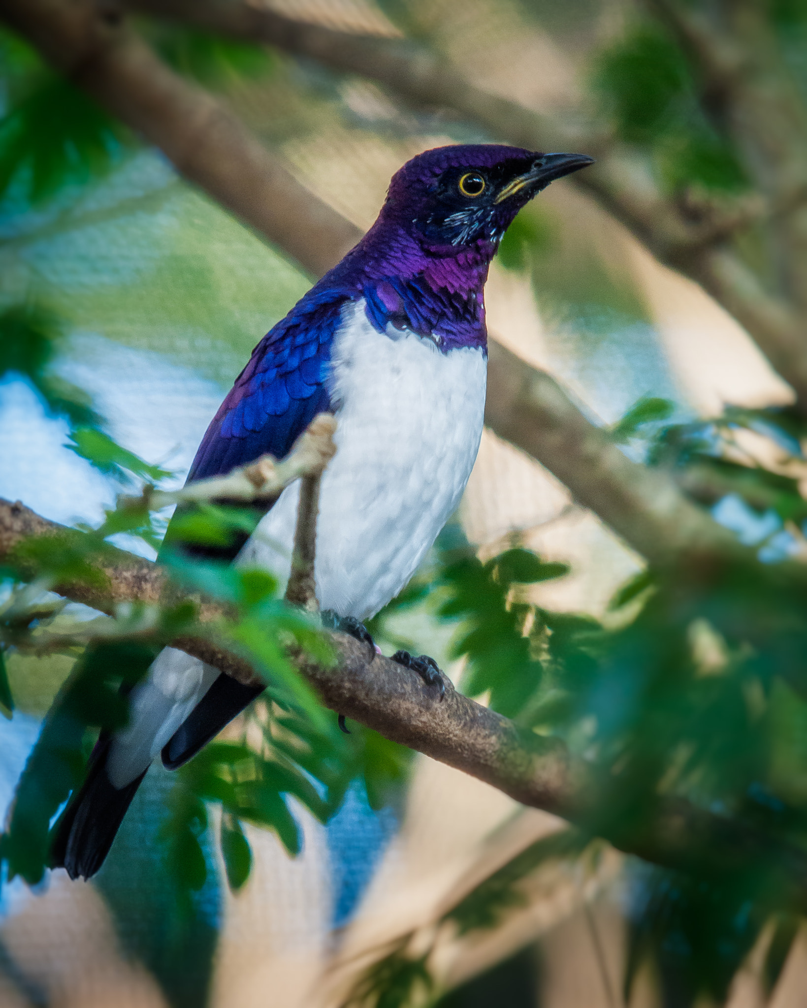 Olympus E-620 (EVOLT E-620) sample photo. Violet-backed starling photography