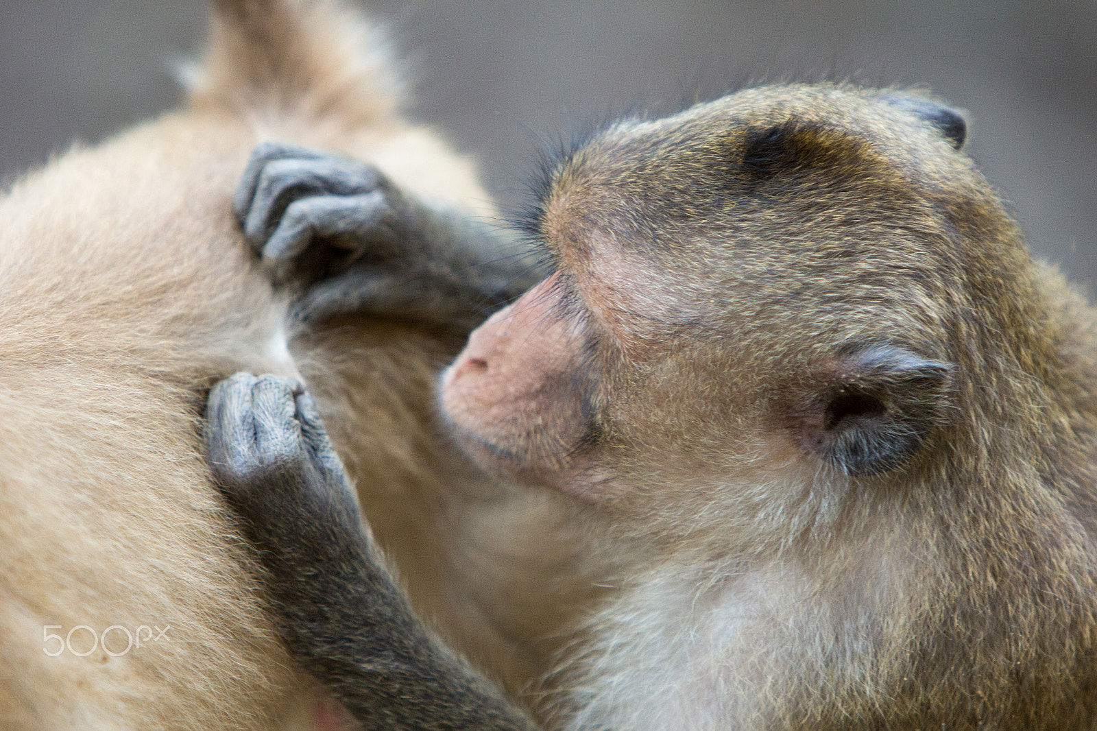 Canon EF 70-200mm F2.8L IS USM sample photo. Monkey island - vietnam photography