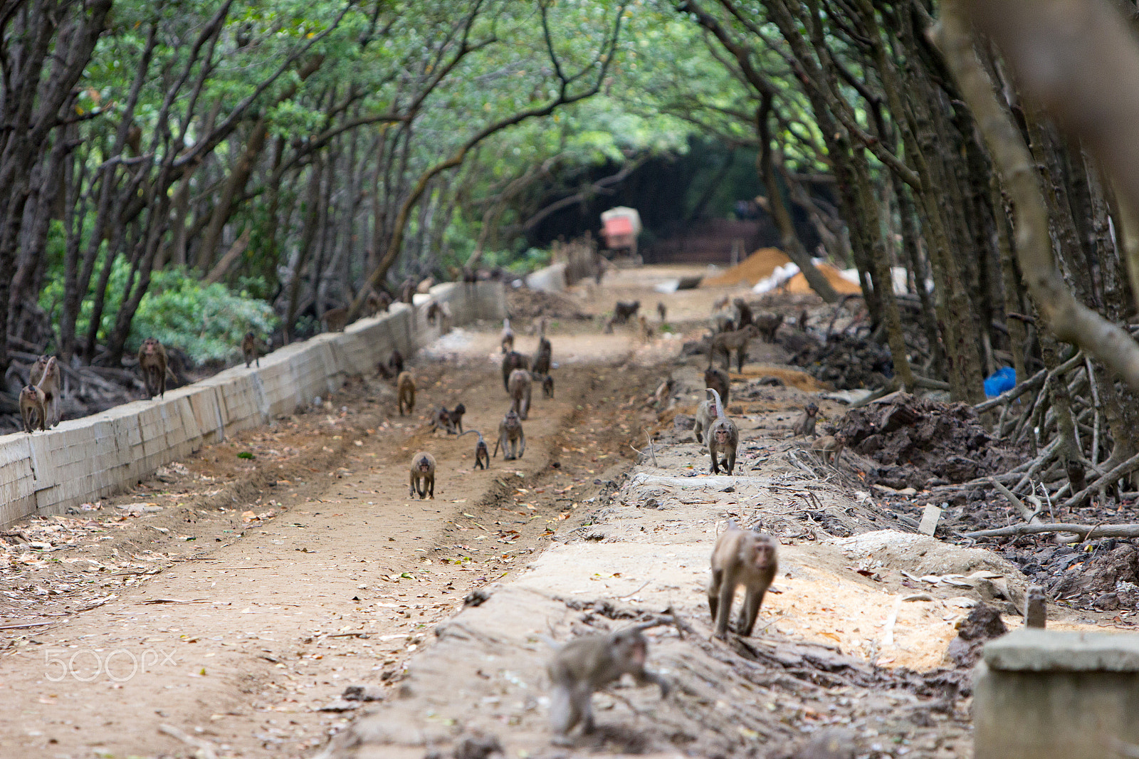 Canon EF 70-200mm F2.8L IS USM sample photo. Monkey island - vietnam photography