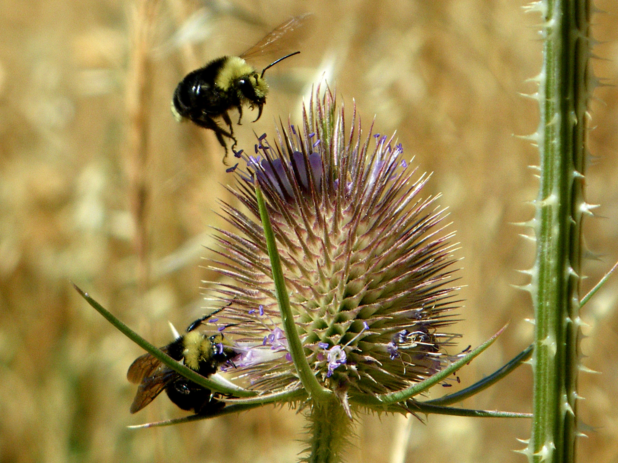 Pentax Optio W60 sample photo. Thistle bees photography