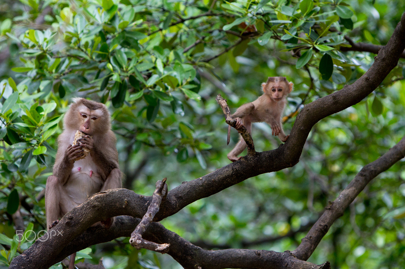 Canon EF 70-200mm F2.8L IS USM sample photo. Monkey island - vietnam photography