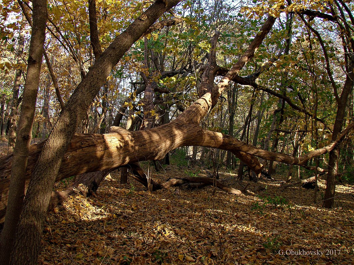 Sony DSC-H5 sample photo. Forest view photography