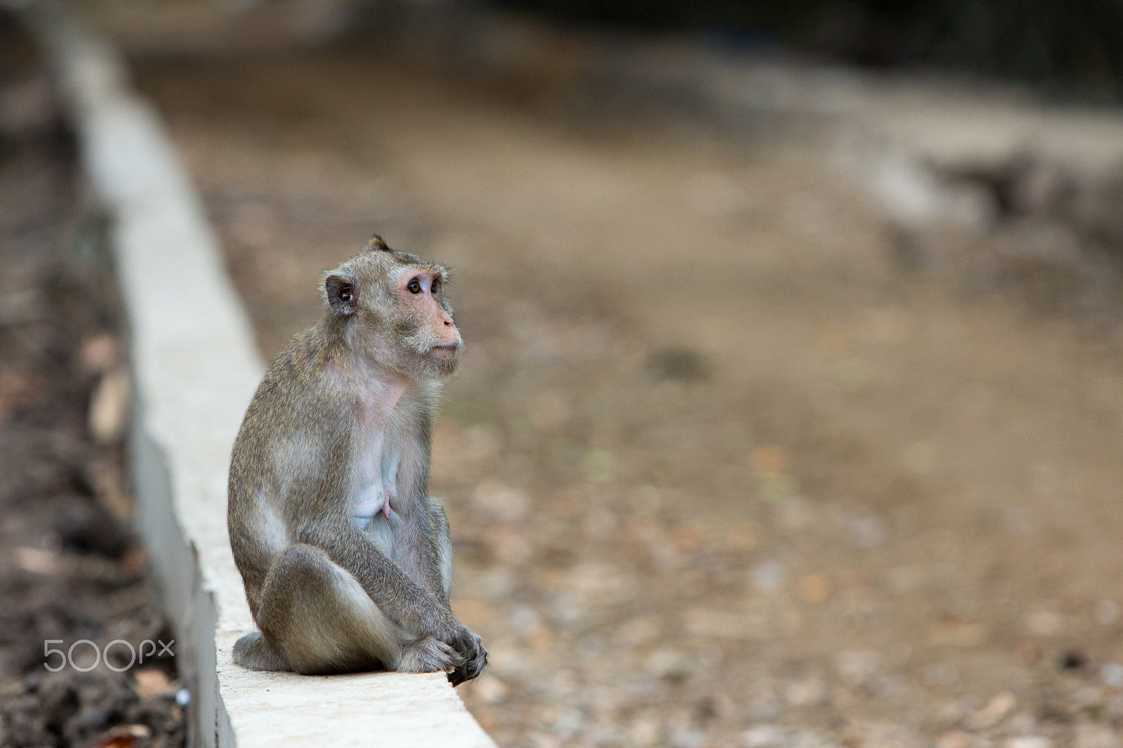 Canon EF 70-200mm F2.8L IS USM sample photo. Monkey island - vietnam photography