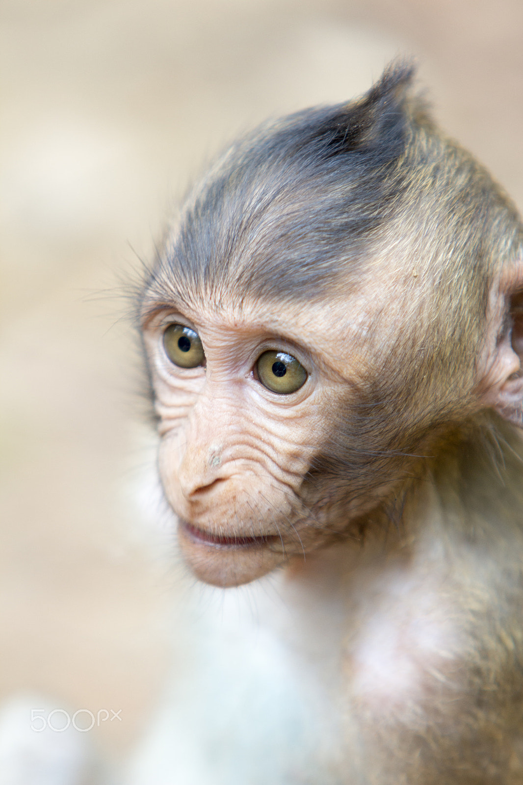 Canon EF 70-200mm F2.8L IS USM sample photo. Monkey island - vietnam photography