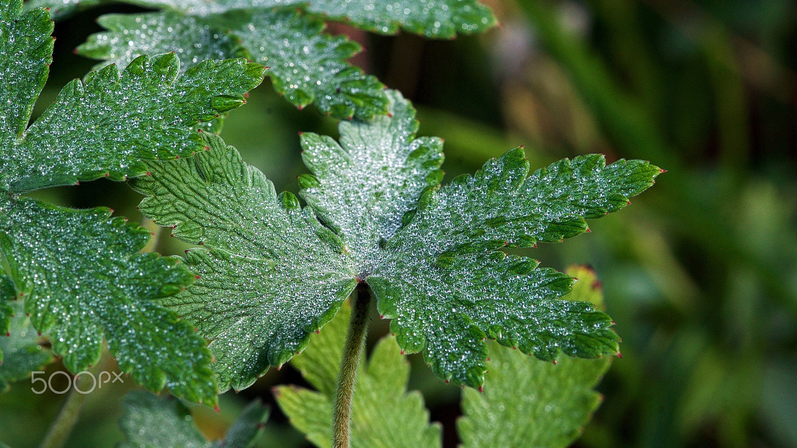 Sony a7S II + Sony FE 90mm F2.8 Macro G OSS sample photo. Maybe the next time i'll be yours photography