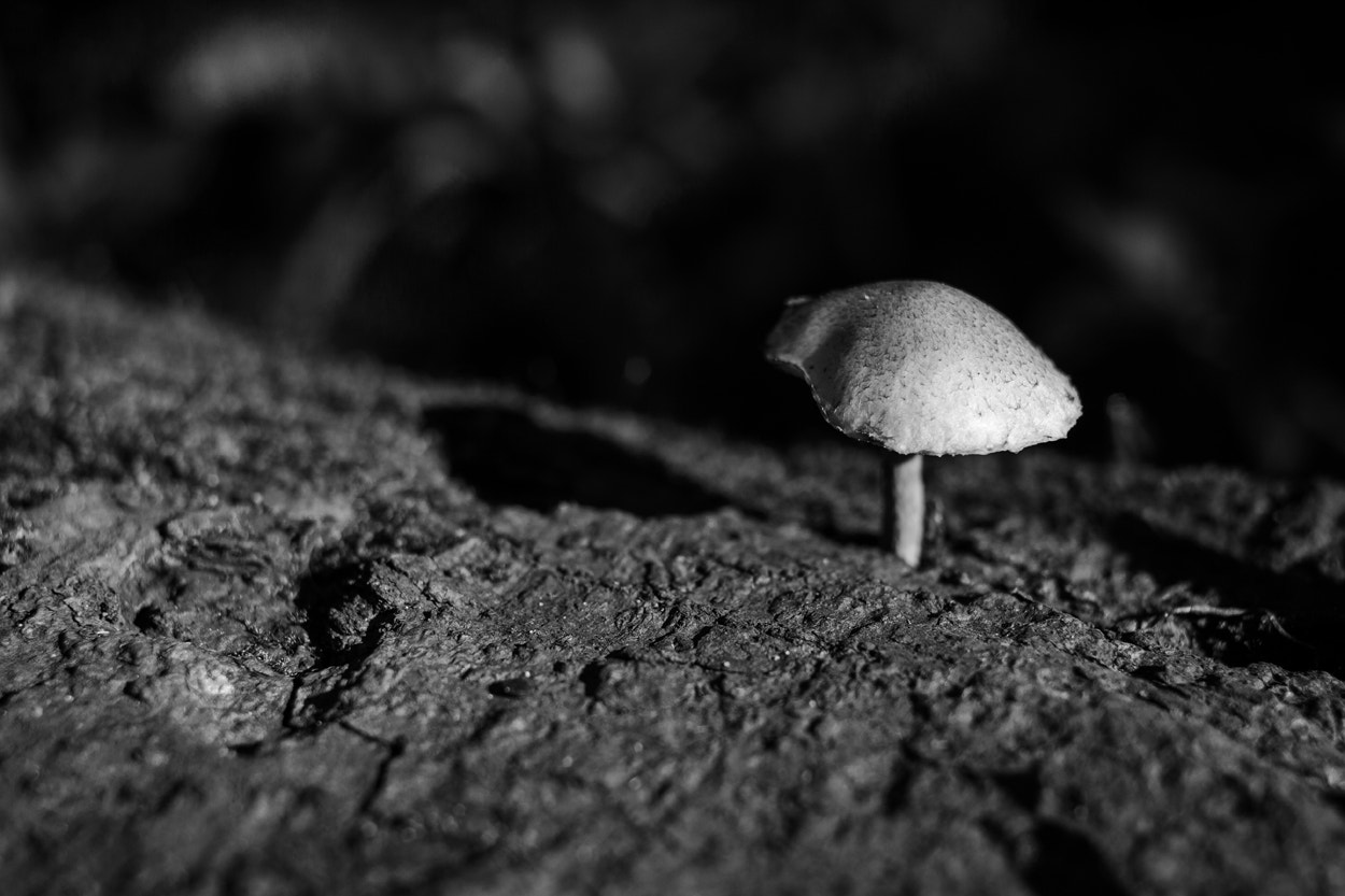 Canon EOS 7D + Canon EF 35mm F2 sample photo. Cogumelo photography