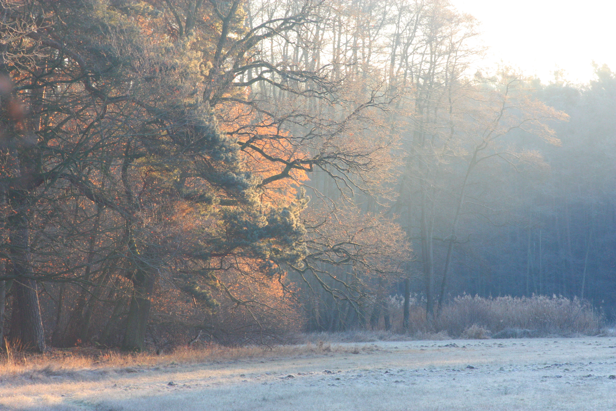 Canon EOS 450D (EOS Rebel XSi / EOS Kiss X2) + Canon EF 90-300mm F4.5-5.6 sample photo. Sunrise at the meadow #2 photography