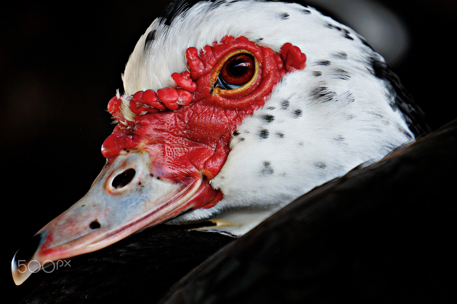 Sony Alpha a3000 sample photo. Muscovy duck photography