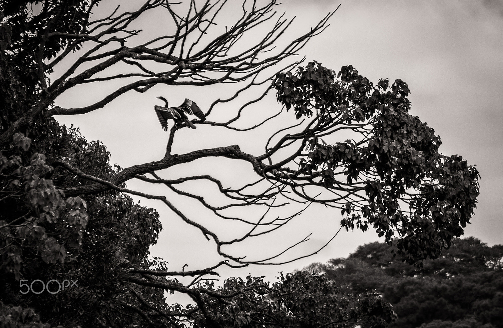 Tamron SP 35mm F1.8 Di VC USD sample photo. In the trees photography