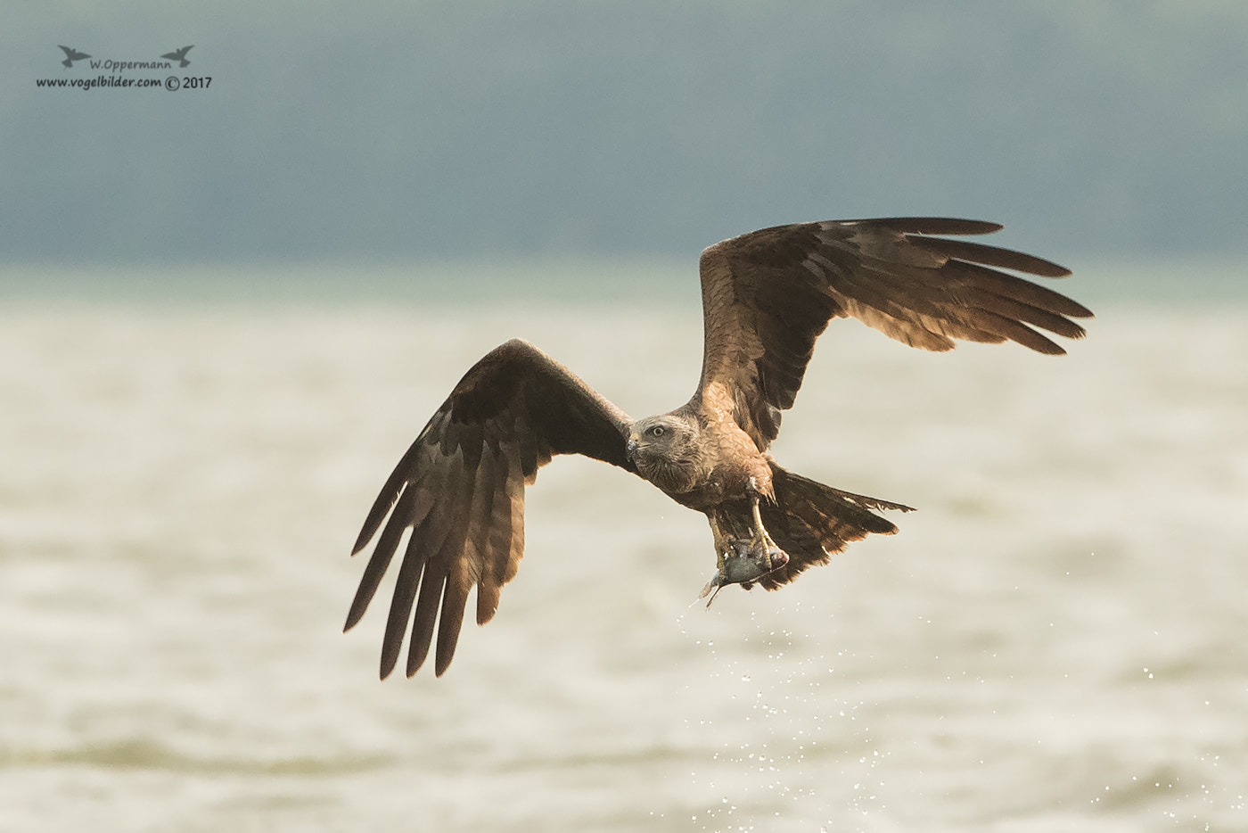 Canon EF 300mm F2.8L IS USM sample photo. Schwarzmilan / black kite photography