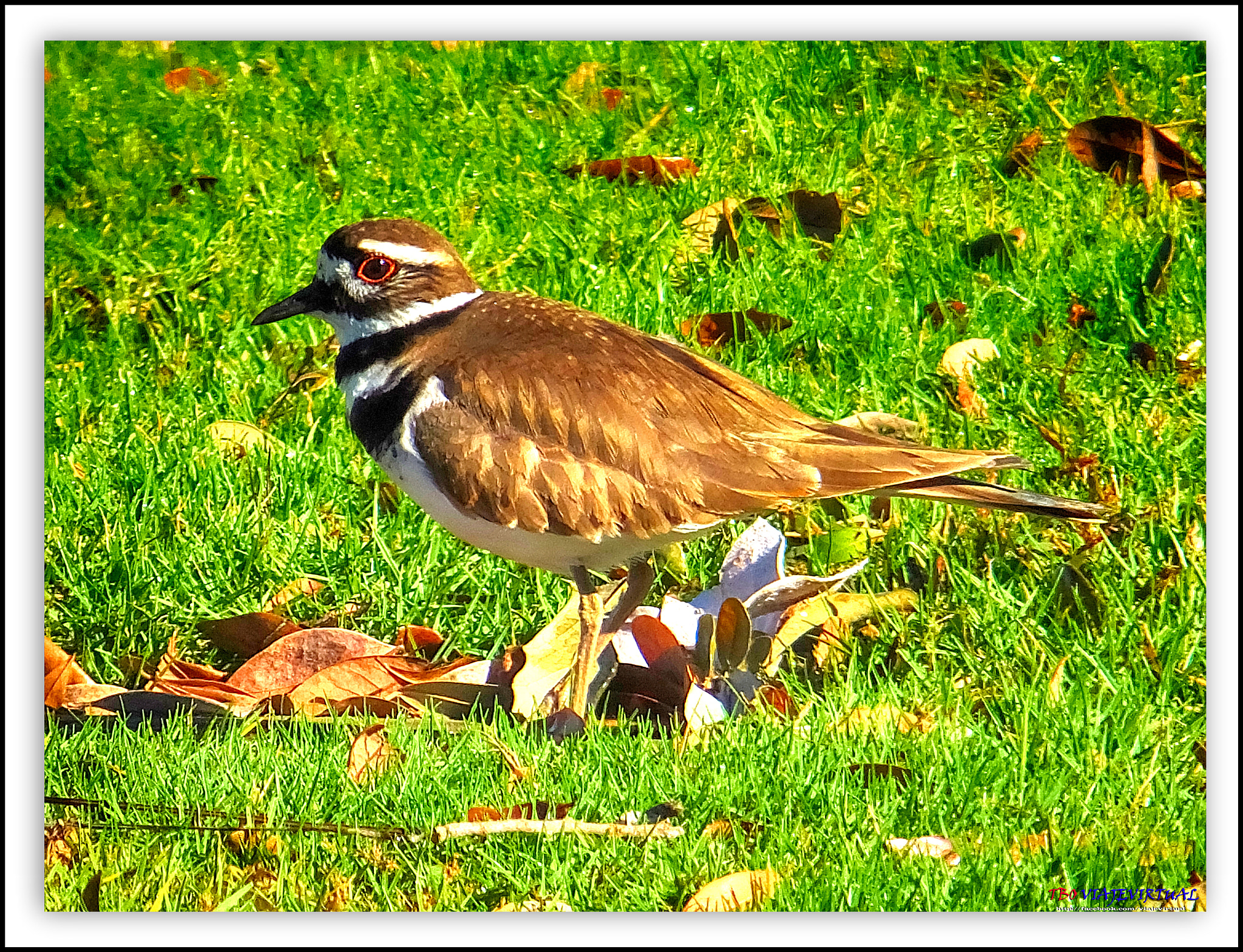 Fujifilm FinePix F850EXR sample photo. Killdeer, charadrius vociferus photography