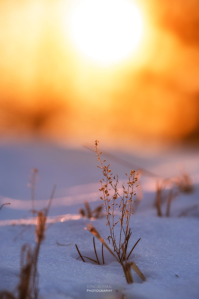 Pentax K-1 sample photo. A beautiful dreamer photography