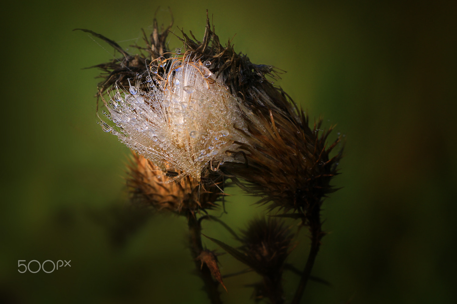 Sigma APO Macro 150mm f/2.8 EX DG HSM sample photo. After rain photography