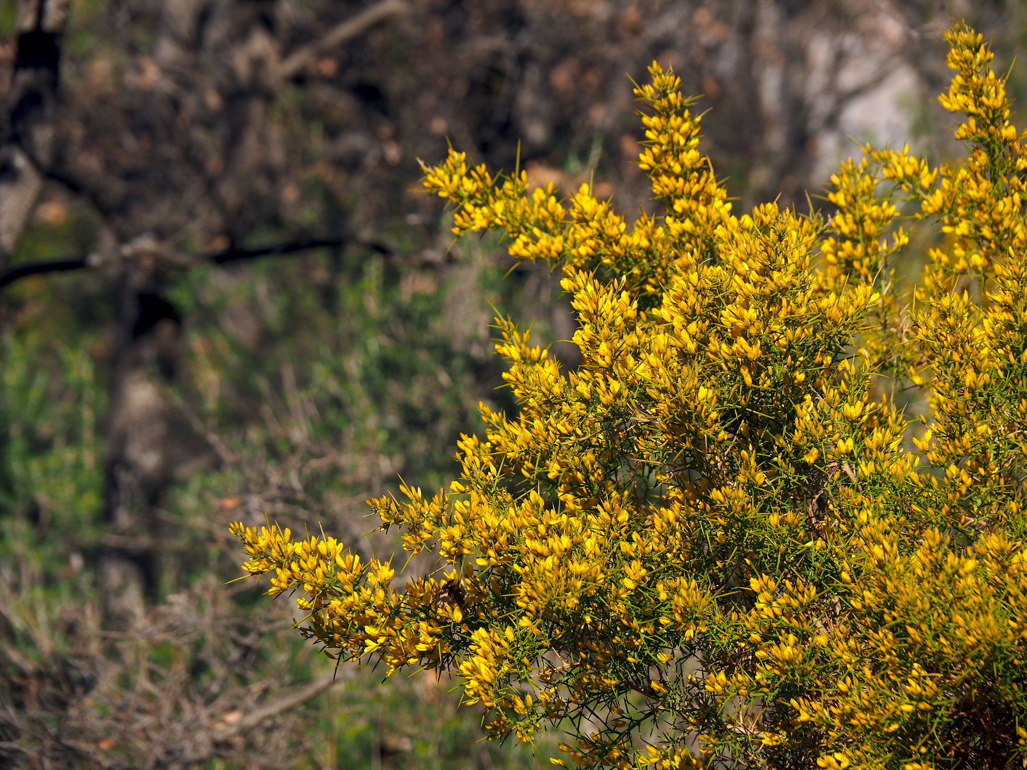 Olympus OM-D E-M5 II sample photo. Walking in provence photography