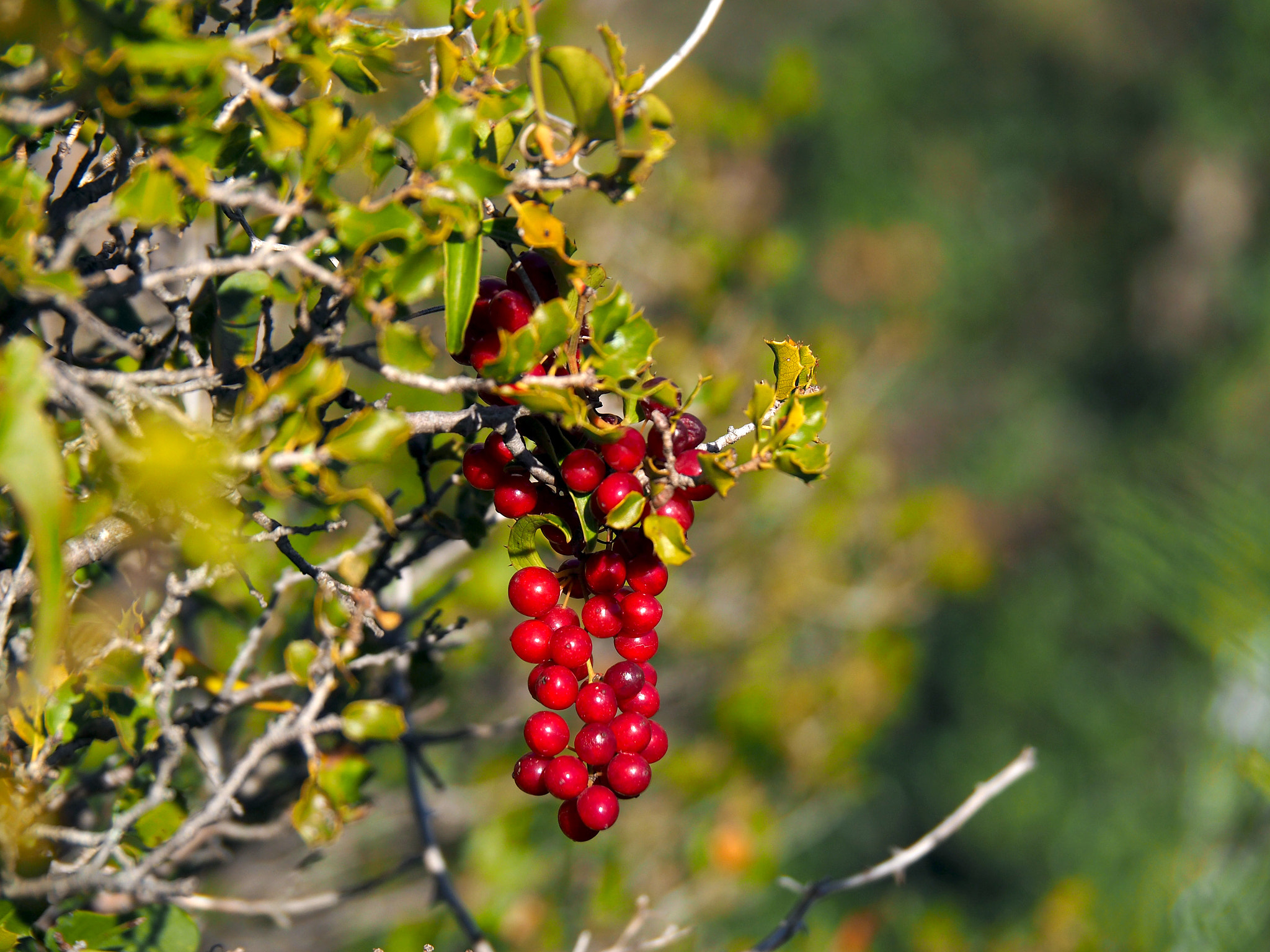 Olympus OM-D E-M5 II sample photo. Food for birds in the making photography