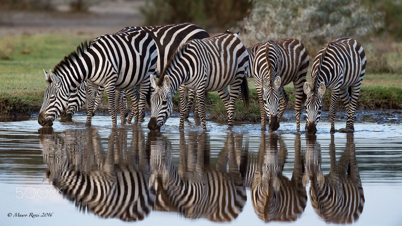 Nikon AF-S Nikkor 500mm F4E FL ED VR sample photo. Zebras at mirrow... photography