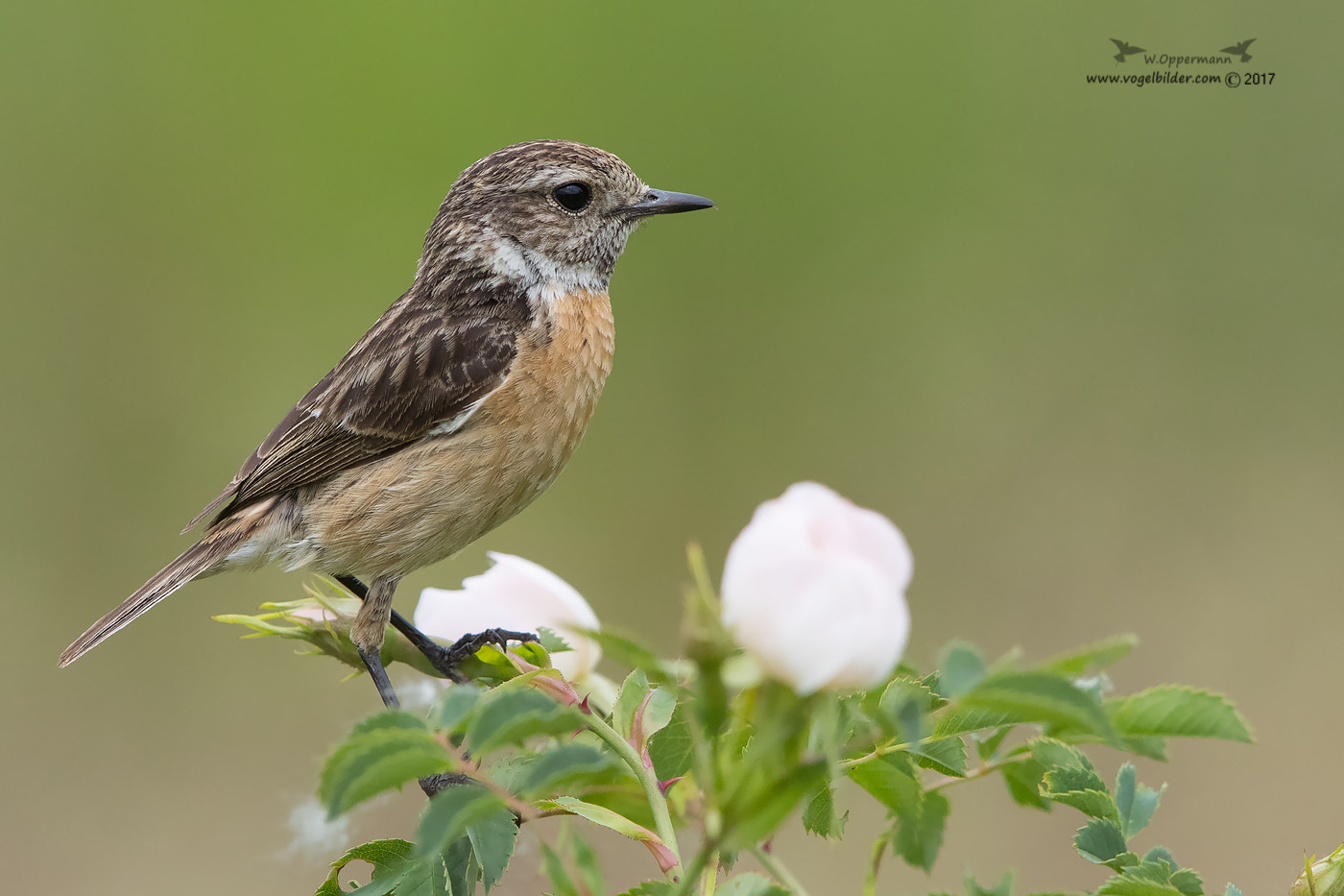 Canon EF 600mm F4L IS II USM sample photo. Schwarzkehlchen / stonechat female  photography