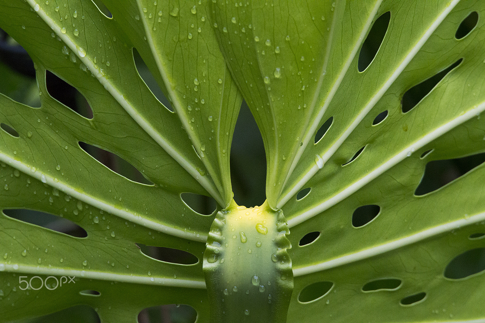 Sigma 150-500mm F5-6.3 DG OS HSM sample photo. Raindrops on leaf photography